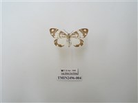 藏品(大花斑蝶燈蛾)的圖片